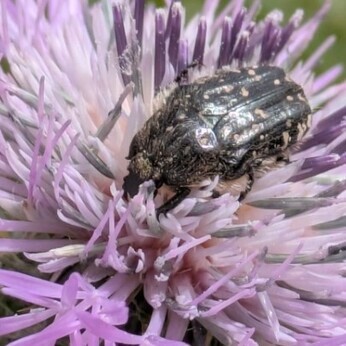 Wild Words from the Ground - May Wild Words from the Ground - May