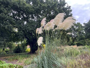 Ornamental Grasses for Autumnal Interest