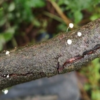 Wild Words from the Ground - December/January