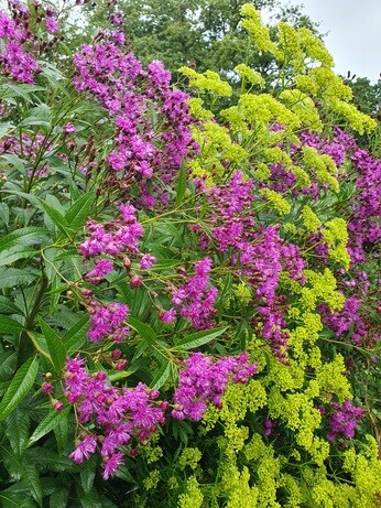 Weekly catch up with garden & propagation