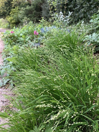 Plant profile - Dwarf anemone