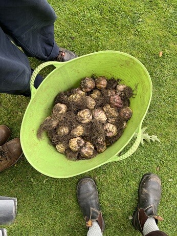 Weekly catch up with garden & propagation