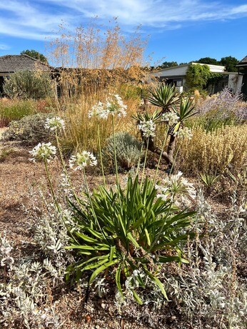 How summer heat has affected the plants How summer heat has affected the plants
