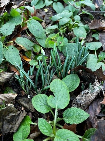 Weekly catch up with garden & propagation