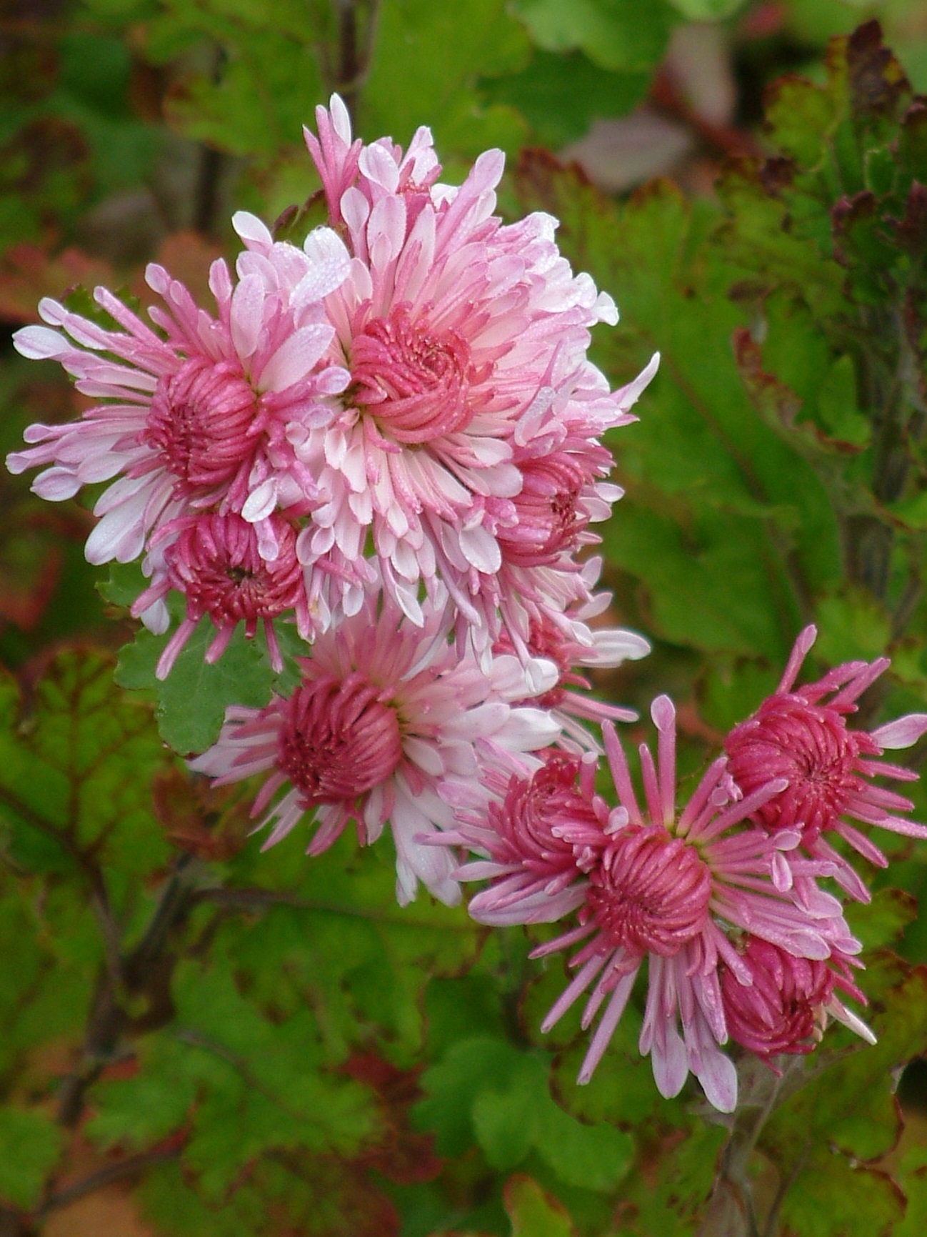 Fabulous foliage