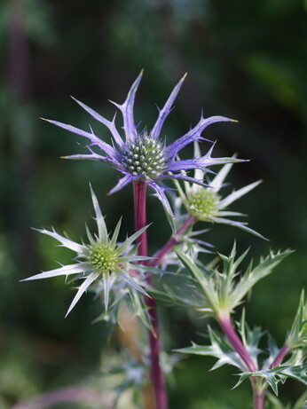 Plant profile - eryngium