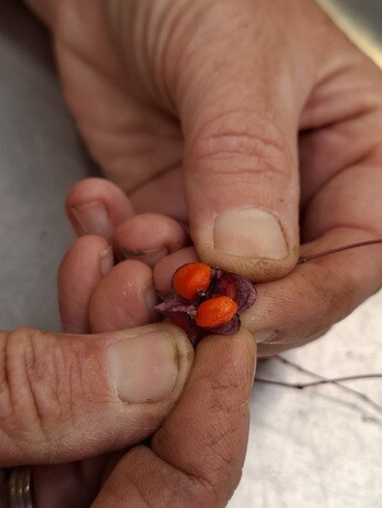 Weekly catch up with garden and propagation