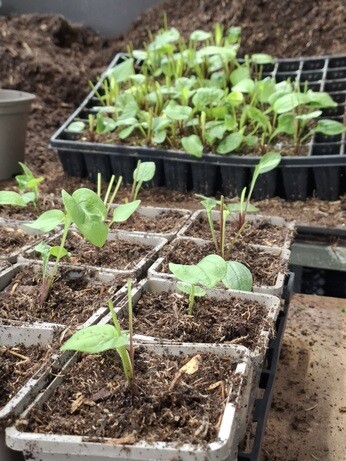 Weekly catch up with garden & propagation