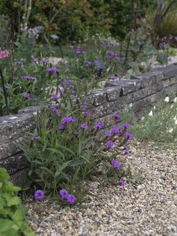 Weekly catch up with garden & propagation