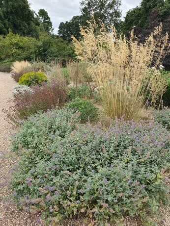 Plants that have stood up to the summer - Gravel Garden