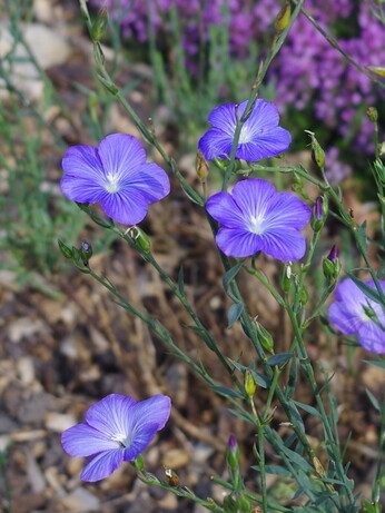Weekly catch up with garden & propagation
