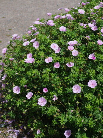 Plants that have stood up to the summer - Reservoir Garden