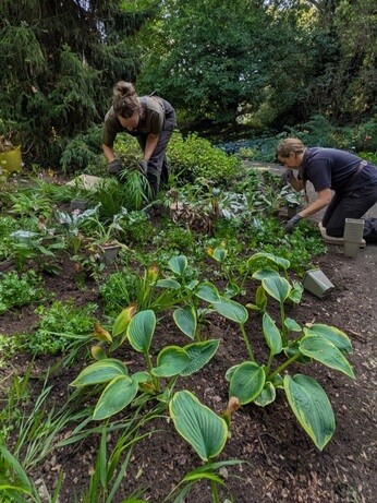 Weekly catch up with garden and propagation