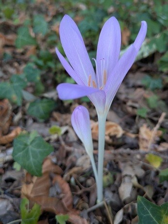Weekly catch up with garden and propagation Weekly catch up with garden and propagation