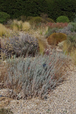 How summer heat has affected the plants How summer heat has affected the plants