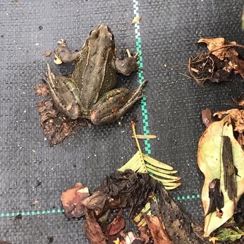 Wild Words from the Ground - October Wild Words from the Ground - October