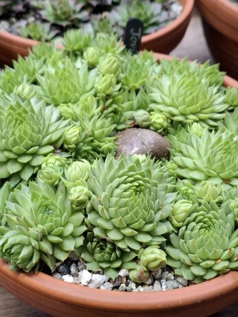 Weekly catch up with garden & propagation