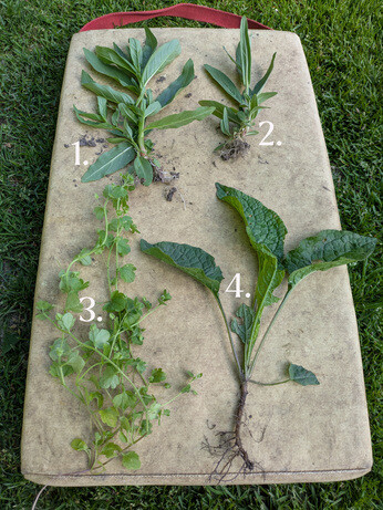 Weekly catch up with gardens & propagation