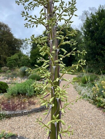 Weekly catch up with garden and propagation