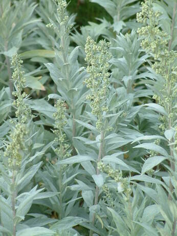 Team Chatto's favourite plants - part 3 Team Chatto's favourite plants - part 3