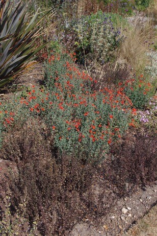 How summer heat has affected the plants How summer heat has affected the plants