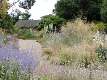 Salvia 'Blue Spire'- How to grow and care for