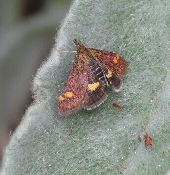 Chattowood and its insects: the first four years