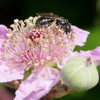 Wildlife at the heart of the City:  the Beth Chatto Meanwhile Garden   