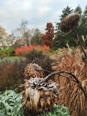 My Year as a Trainee at Beth Chatto Plants & Gardens