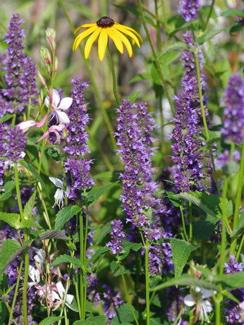 Achillea- How to Grow and Care for