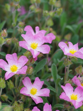 Plant profile - cistus