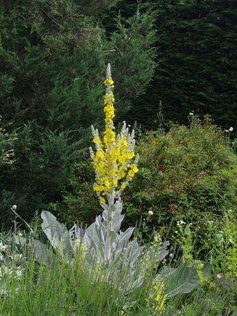 Weekly catch up with gardens & propagation