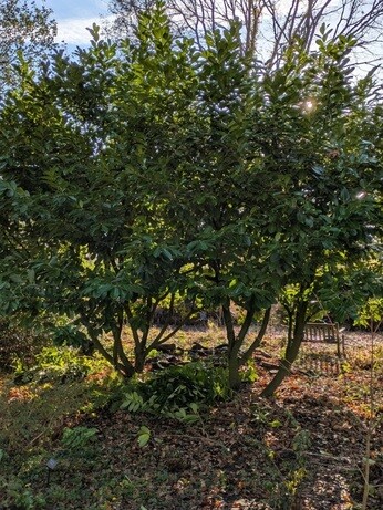 Weekly catch up with garden & propagation