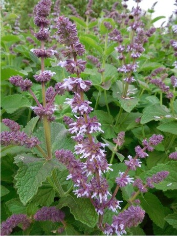 Plants that have stood up to the summer - Reservoir Garden