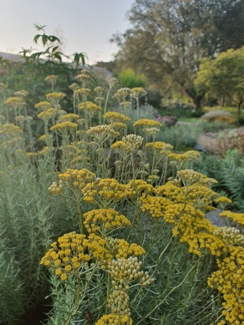 Gardening Dilemmas - Part 3 Gardening Dilemmas - Part 3