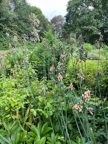 Weekly catch up with garden and propagation
