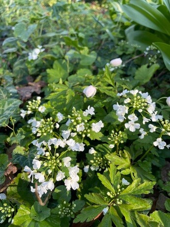 Weekly catch up with garden & propagation