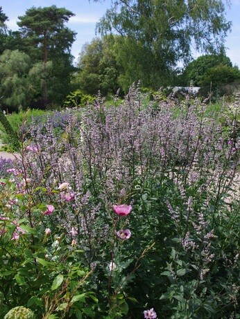 Team Chatto's favourite plants - part 2 Team Chatto's favourite plants - part 2