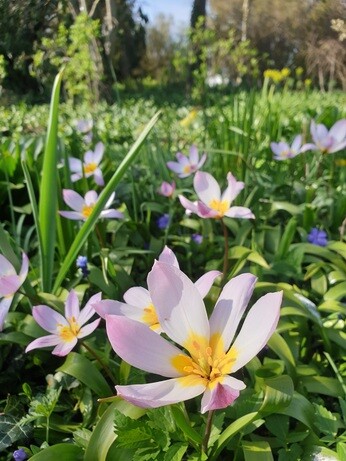 Species tulips and how to grow them