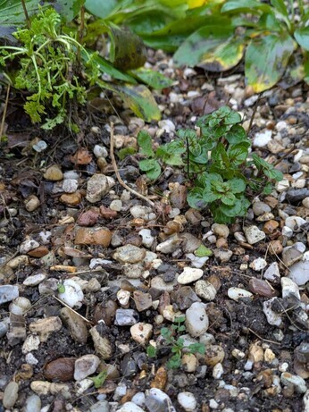 Weekly catch up with garden & propagation