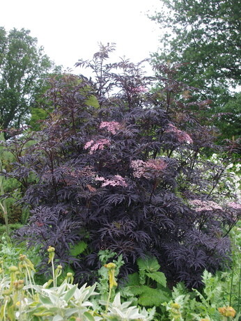 Team Chatto's favourite plants - part 3 Team Chatto's favourite plants - part 3
