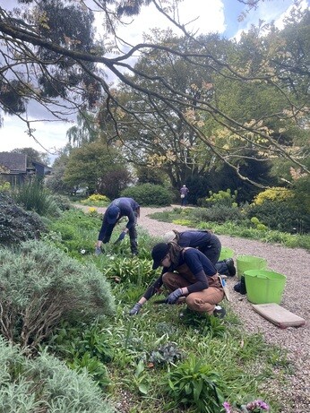 Weekly catch up with gardens & propagation