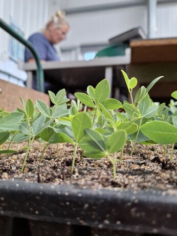 Weekly catch up with garden & propagation