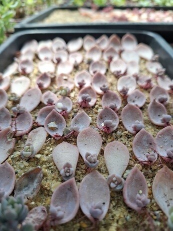 Weekly catch up with gardens & propagation Weekly catch up with gardens & propagation
