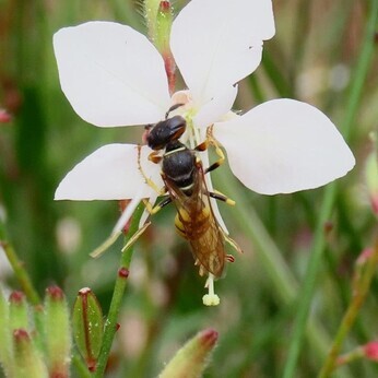 Wildlife at the heart of the City:  the Beth Chatto Meanwhile Garden   