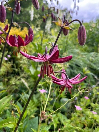 Weekly catch up with garden and propagation