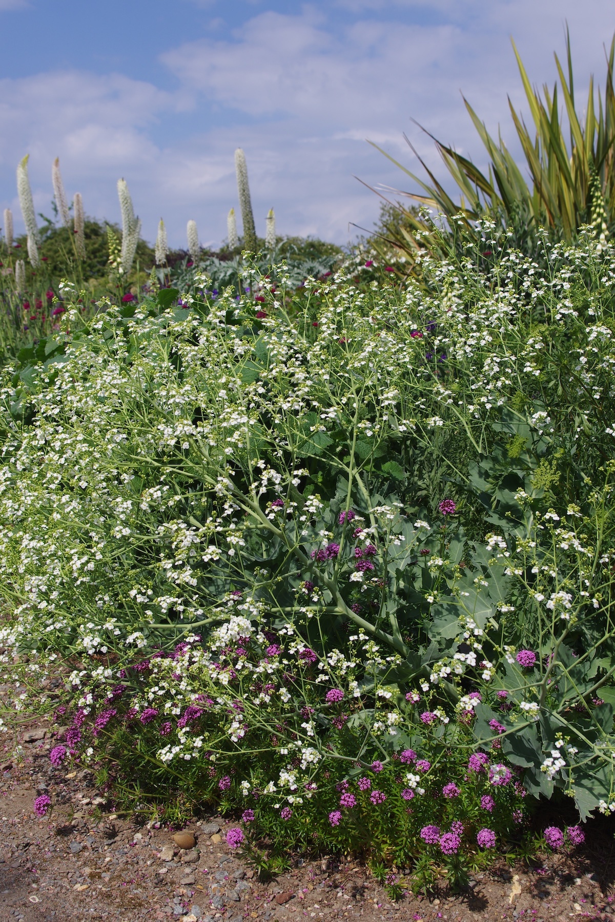 Favourite plants