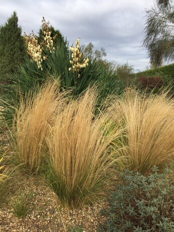 Stipa- How to Grow and Care for