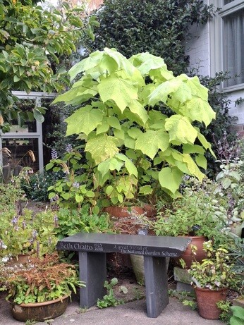 Weekly catch up with garden & propagation