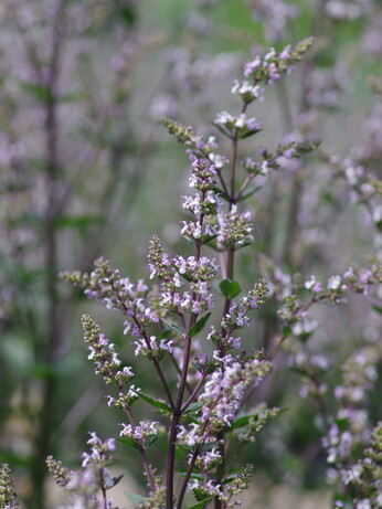 Team Chatto's favourite plants - part 2 Team Chatto's favourite plants - part 2